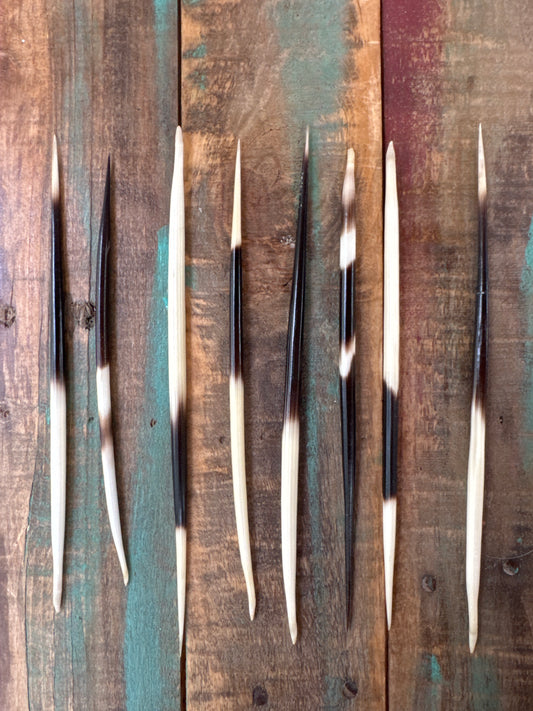 Porcupine Quills