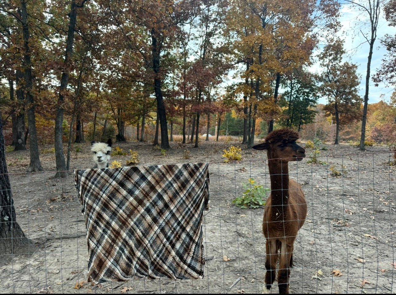 Hand Woven Alpaca Baby Blanket-Diamond Plaid