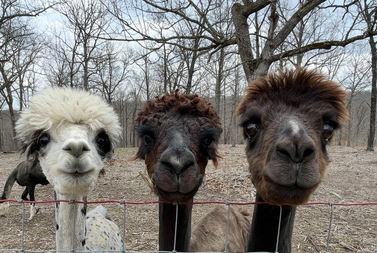 DK Huacaya Alpaca Wallykazaan