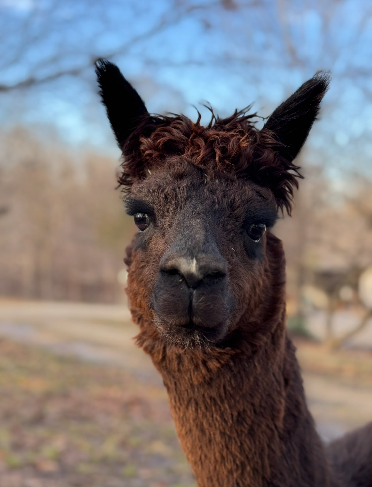 Worsted Suri Huacaya Cross Alpaca Sea Biscuit