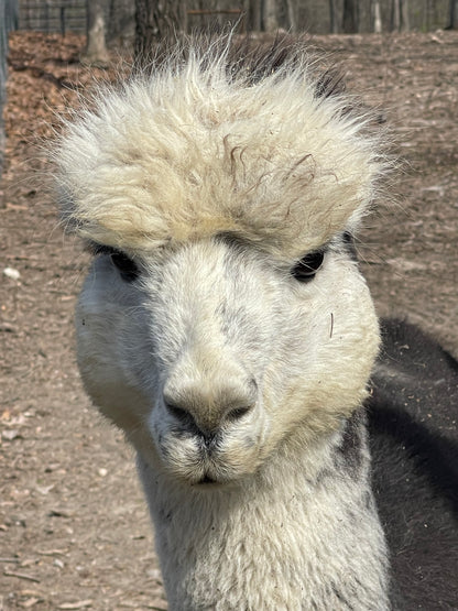 Huacaya Alpaca Roving-Einstein