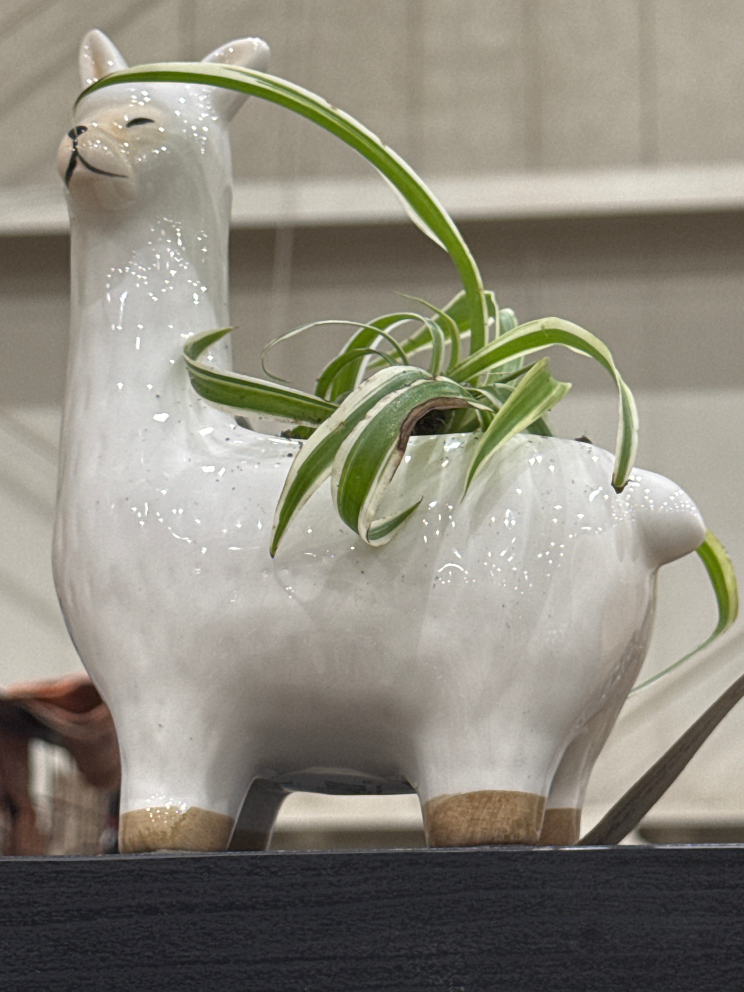 Alpaca Planter Spider Plant