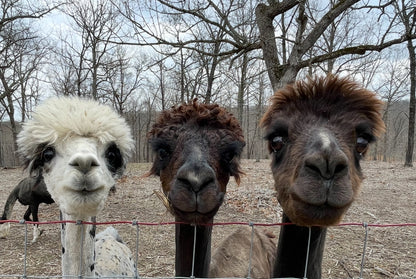 DK Huacaya Alpaca Wallykazaan