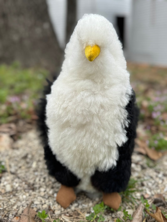 Bald Eagle