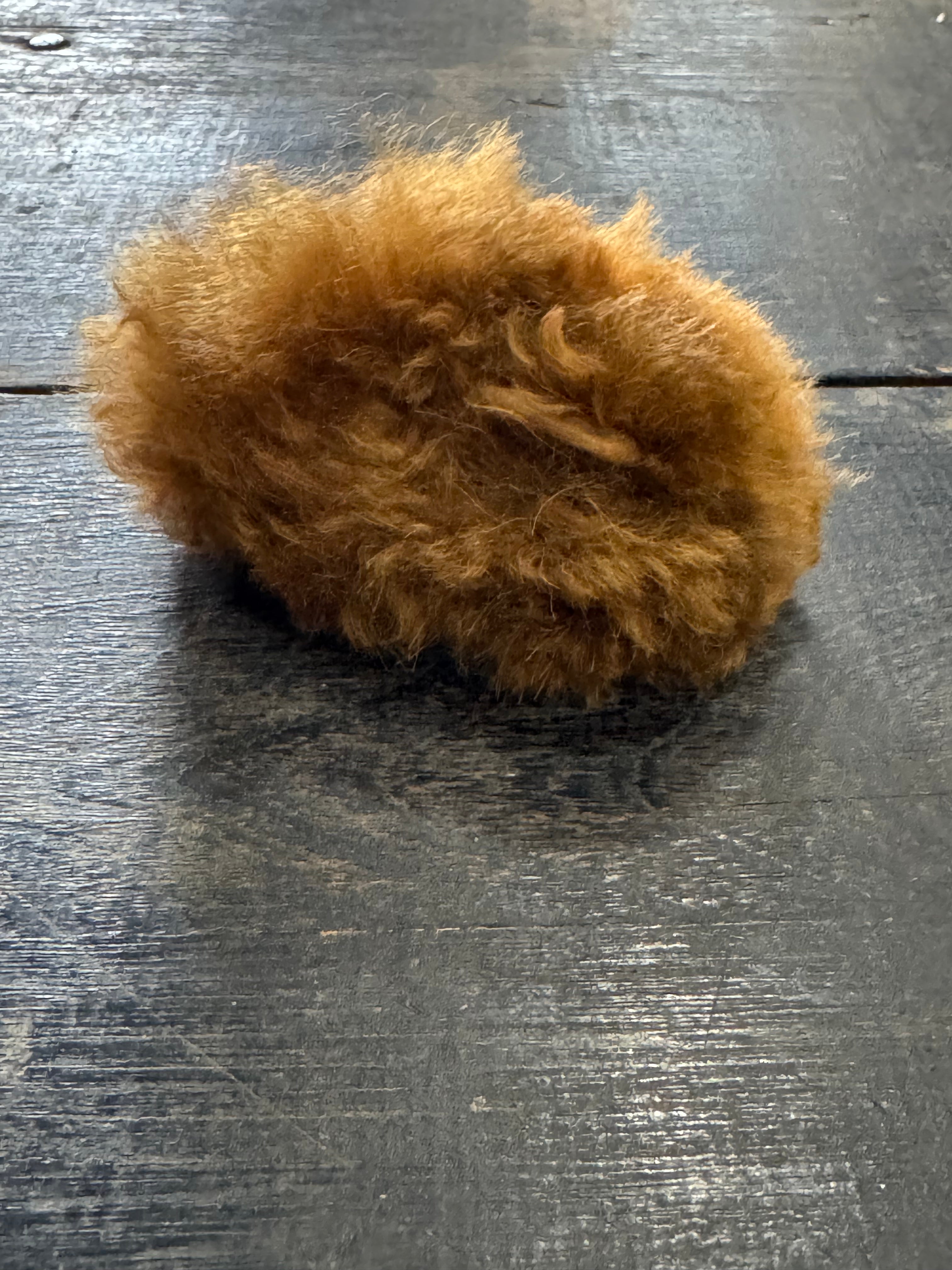 Tiny Guinea Pig