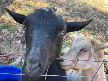 Agritourism