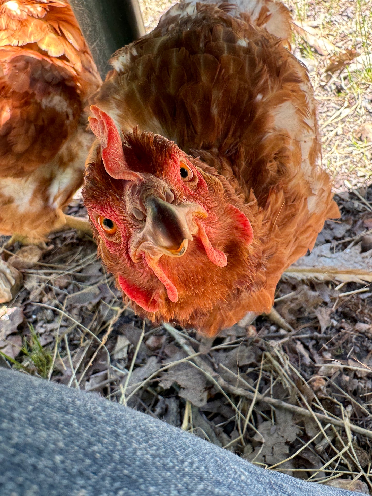 Agritourism