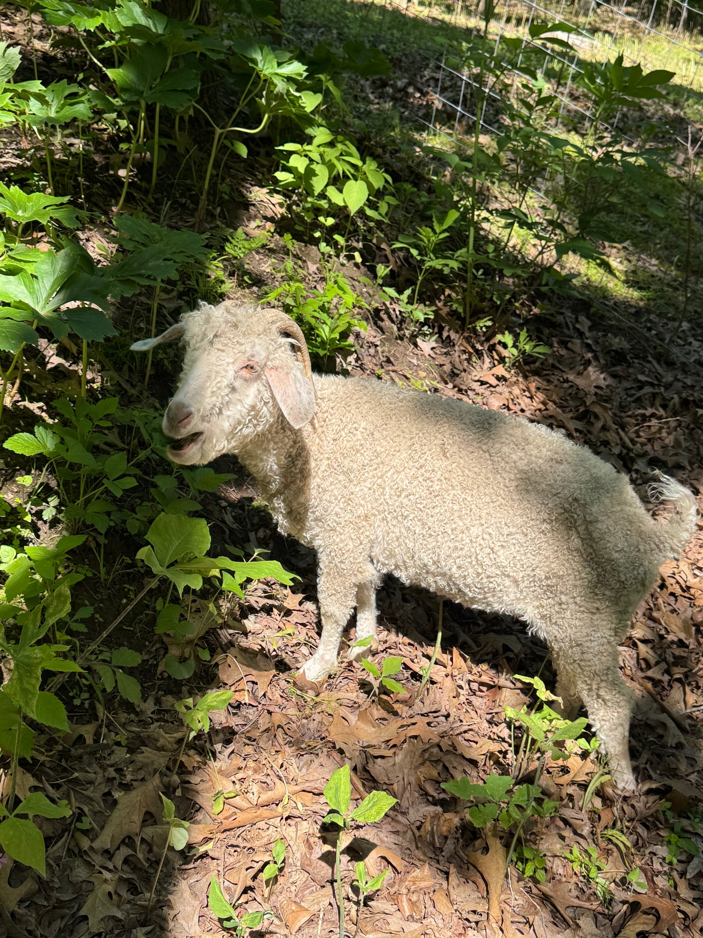 Agritourism