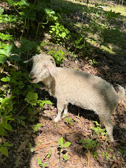 Agritourism